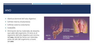 ANO
 Abertura terminal del tubo digestivo
 Esfínter interno (involuntario)
 Esffínter externo (voluntario)
 FUNCIÓN:
 Eliminación de los materiales de desecho
que salen del organismo. El recto es el
segmento del tubo digestivo por encima
del ano, donde las heces son retenidas
antes de salir del organismo a través
del ano.
 