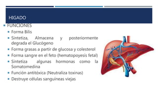 HIGADO
 FUNCIONES
 Forma Bilis
 Sintetiza, Almacena y posteriormente
degrada el Glucógeno
 Forma grasas a partir de glucosa y colesterol
 Forma sangre en el feto (hematopoyesis fetal)
 Sintetiza algunas hormonas como la
Somatomedina
 Función antitóxica (Neutraliza toxinas)
 Destruye células sanguíneas viejas
 