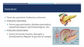 PANCREAS
 Tiene dos porciones: Endocrina y Exocrina
 PORCION EXÓCRINA
 Forma jugo pancreático (Amilasa pancreática,
Lipasatripsinogeno, Quimitripsinogeno, etc)
 PORCION ENDOCRINA
 Forma hormonas Insulina, Glucagón y
Somatostanina (Regular la glucosa en sangre)
 