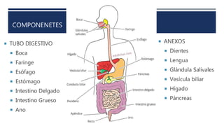 COMPONENETES
 TUBO DIGESTIVO
 Boca
 Faringe
 Esófago
 Estómago
 Intestino Delgado
 Intestino Grueso
 Ano
 ANEXOS
 Dientes
 Lengua
 Glándula Salivales
 Vesícula biliar
 Hígado
 Páncreas
 