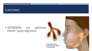 FUNCIONES
 SECRESIÓN: Las glándulas
liberan “jugos digestivos”
 