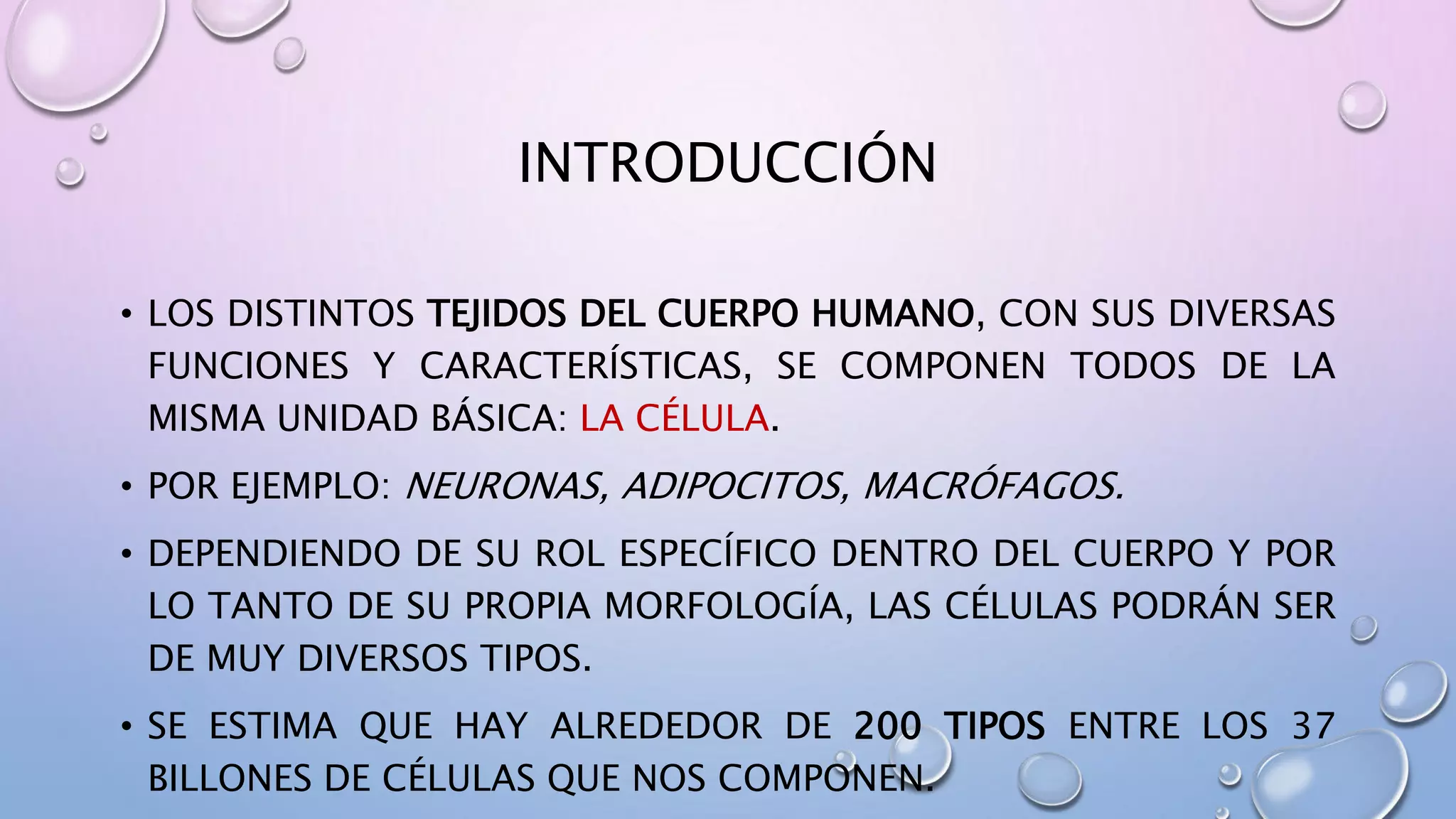 Cuntos Tipos De Clulas Tiene El Cuerpo Humano