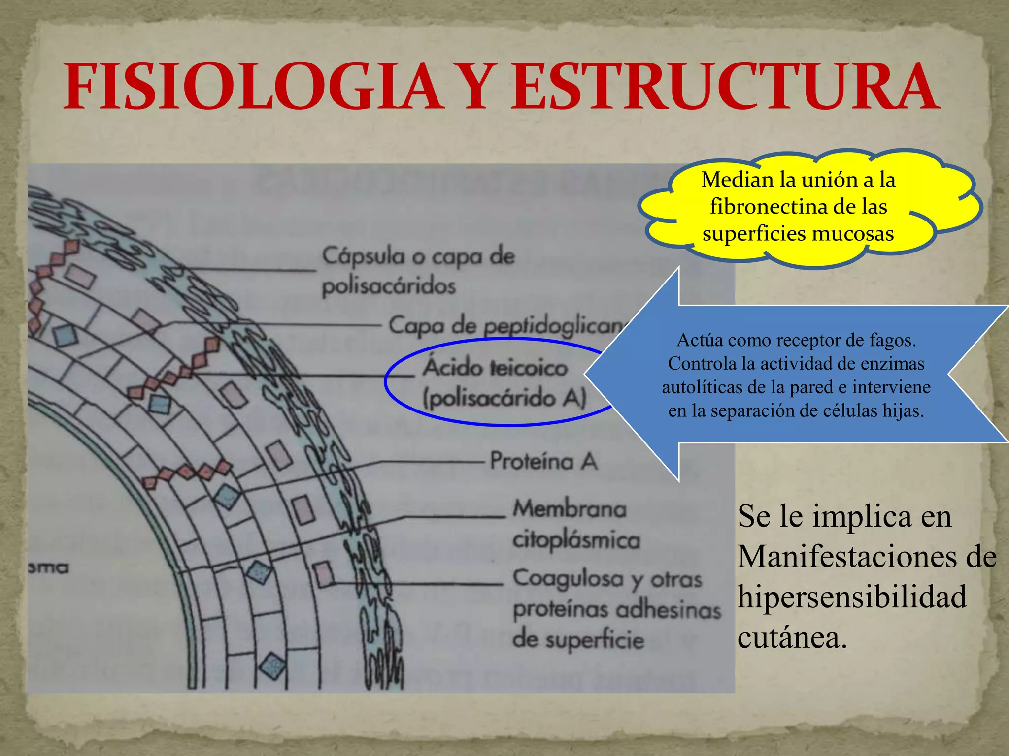 Median la unión a la
      fibronectina de las
     superficies mucosas



  Actúa como receptor de fagos.
 Controla la actividad de enzimas
autolíticas de la pared e interviene
 en la separación de células hijas.




          Se le implica en
          Manifestaciones de
          hipersensibilidad
          cutánea.
 