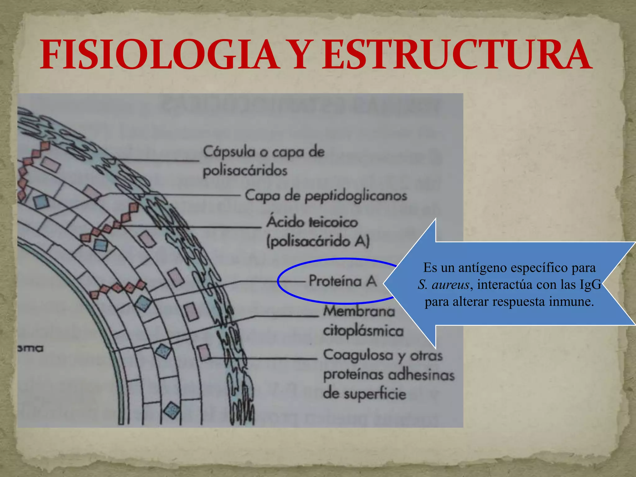 Es un antígeno específico para
S. aureus, interactúa con las IgG
 para alterar respuesta inmune.
 