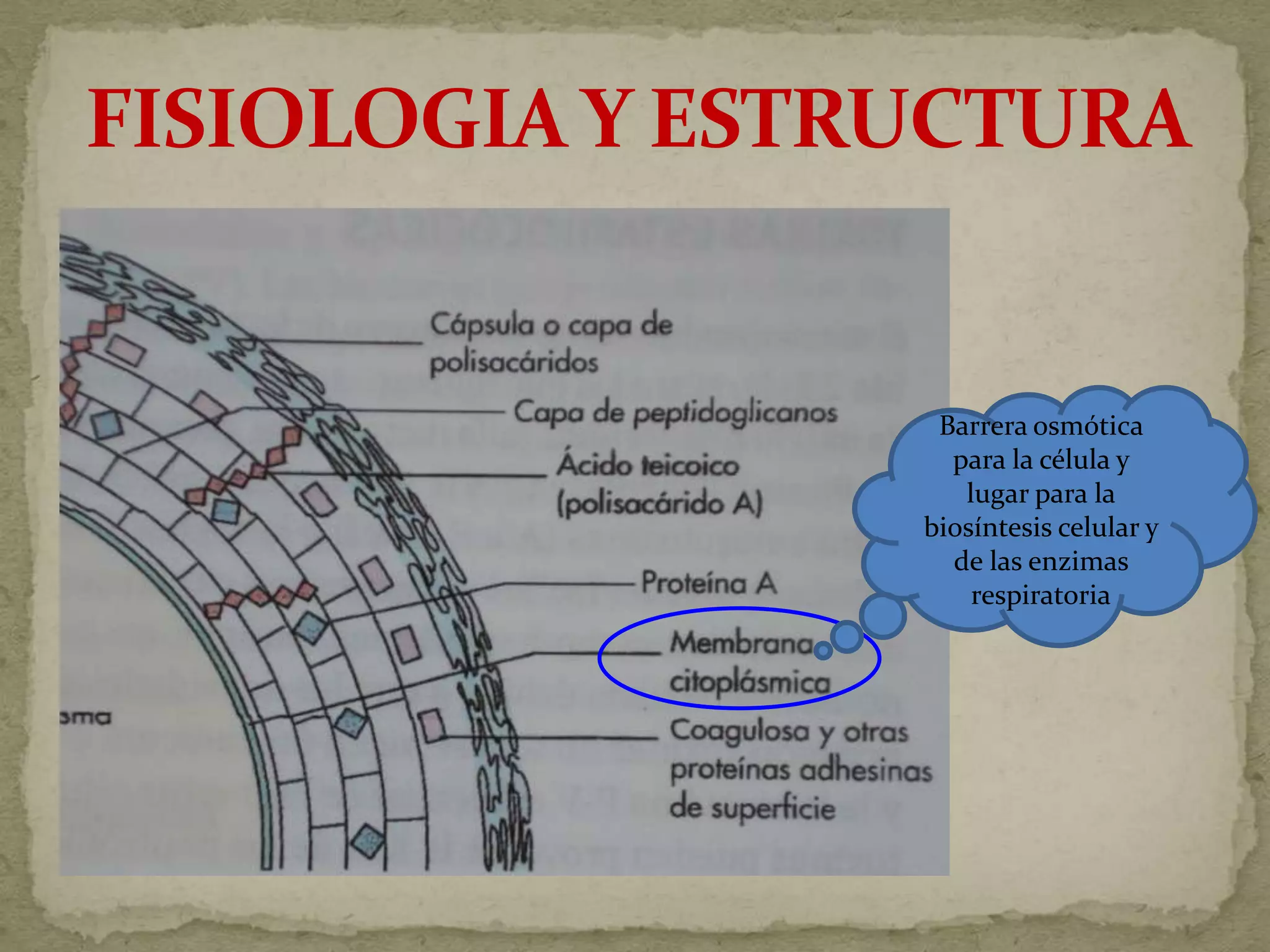 Barrera osmótica
  para la célula y
   lugar para la
biosíntesis celular y
  de las enzimas
    respiratoria
 