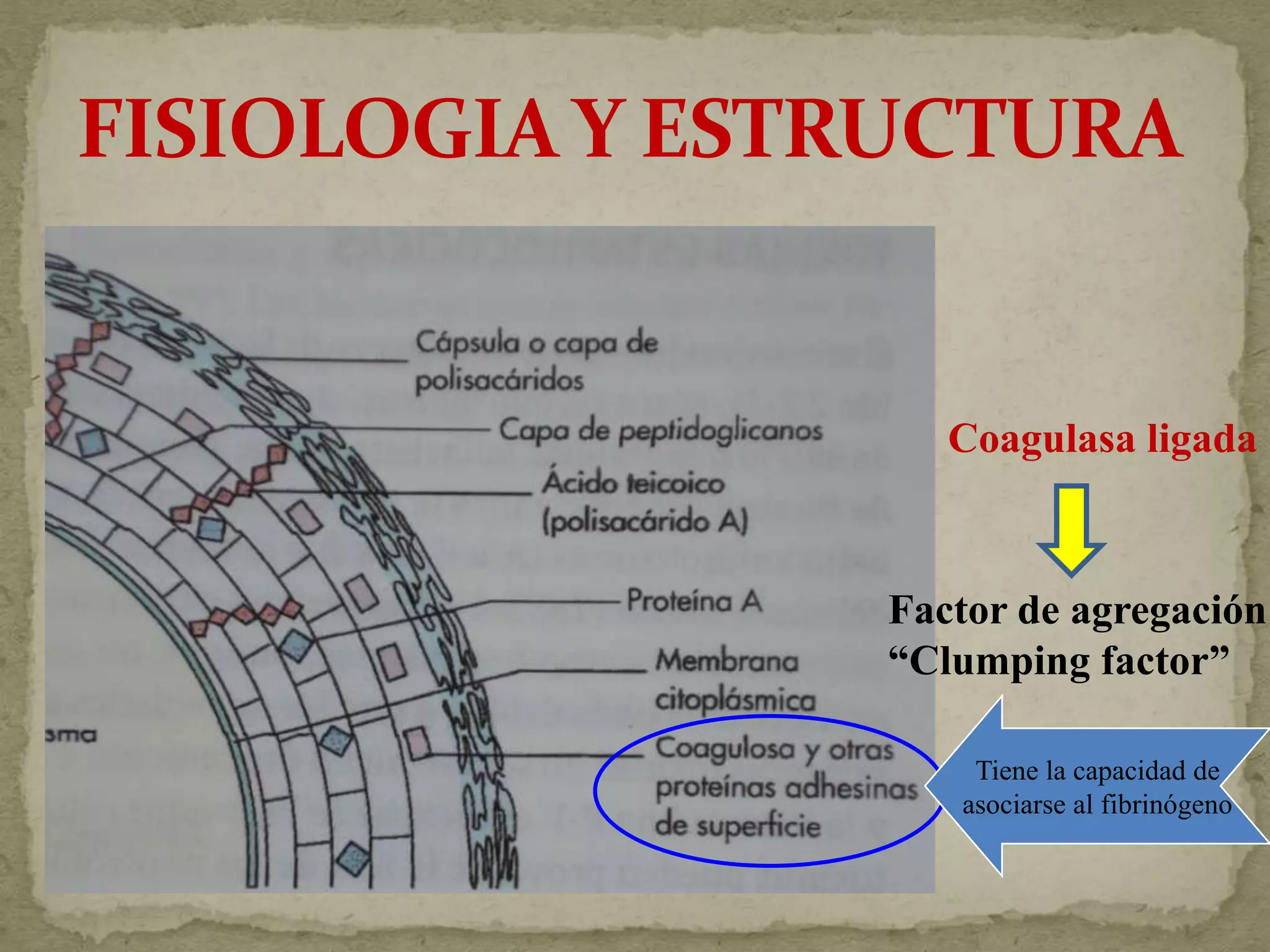 Coagulasa ligada



Factor de agregación
“Clumping factor”

    Tiene la capacidad de
   asociarse al fibrinógeno
 