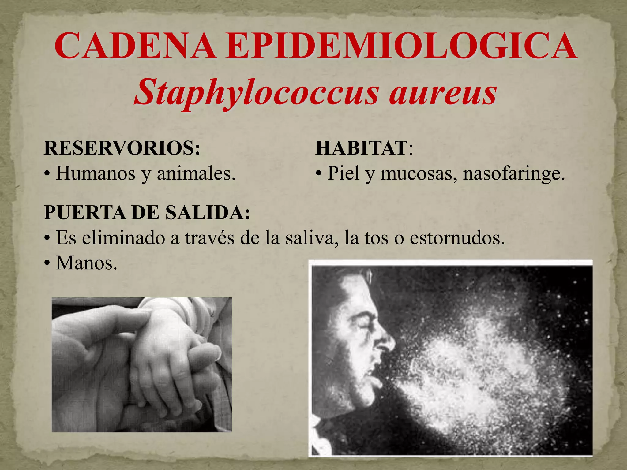 CADENA EPIDEMIOLOGICA
    Staphylococcus aureus
RESERVORIOS:                      HABITAT:
• Humanos y animales.             • Piel y mucosas, nasofaringe.
PUERTA DE SALIDA:
• Es eliminado a través de la saliva, la tos o estornudos.
• Manos.
 