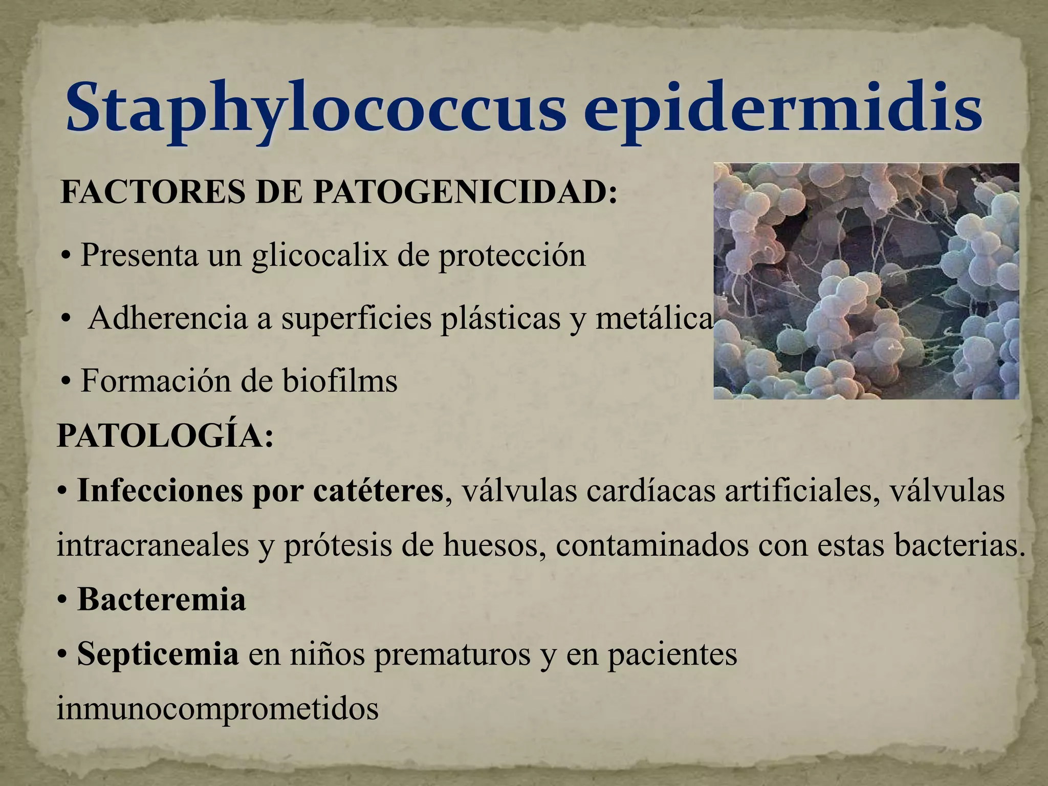 Staphylococcus epidermidis
FACTORES DE PATOGENICIDAD:
• Presenta un glicocalix de protección
• Adherencia a superficies plásticas y metálicas
• Formación de biofilms
PATOLOGÍA:
• Infecciones por catéteres, válvulas cardíacas artificiales, válvulas
intracraneales y prótesis de huesos, contaminados con estas bacterias.
• Bacteremia
• Septicemia en niños prematuros y en pacientes
inmunocomprometidos
 