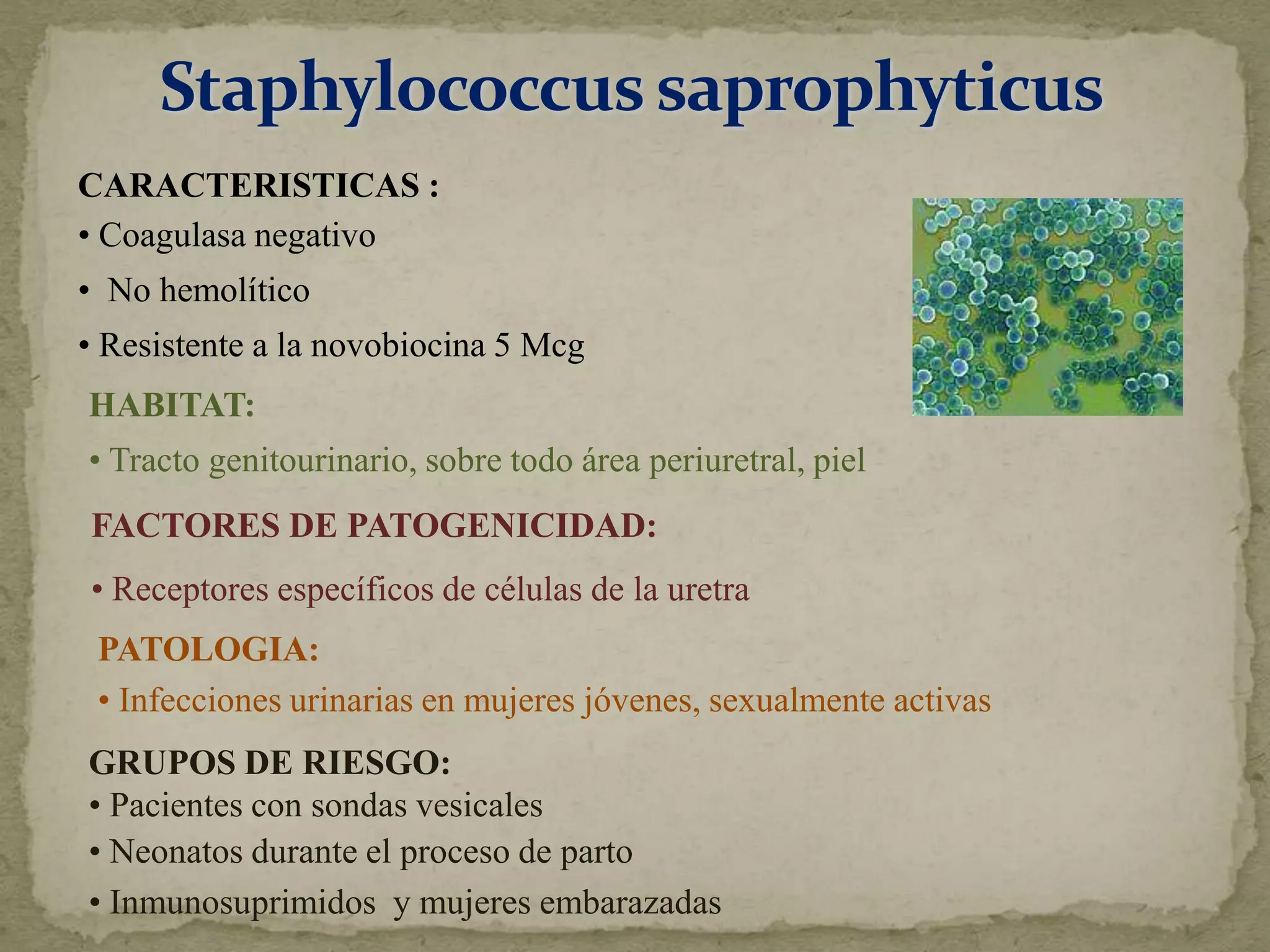 CARACTERISTICAS :
• Coagulasa negativo
• No hemolítico
• Resistente a la novobiocina 5 Mcg
HABITAT:
• Tracto genitourinario, sobre todo área periuretral, piel
FACTORES DE PATOGENICIDAD:
• Receptores específicos de células de la uretra
 PATOLOGIA:
 • Infecciones urinarias en mujeres jóvenes, sexualmente activas
GRUPOS DE RIESGO:
• Pacientes con sondas vesicales
• Neonatos durante el proceso de parto
• Inmunosuprimidos y mujeres embarazadas
 