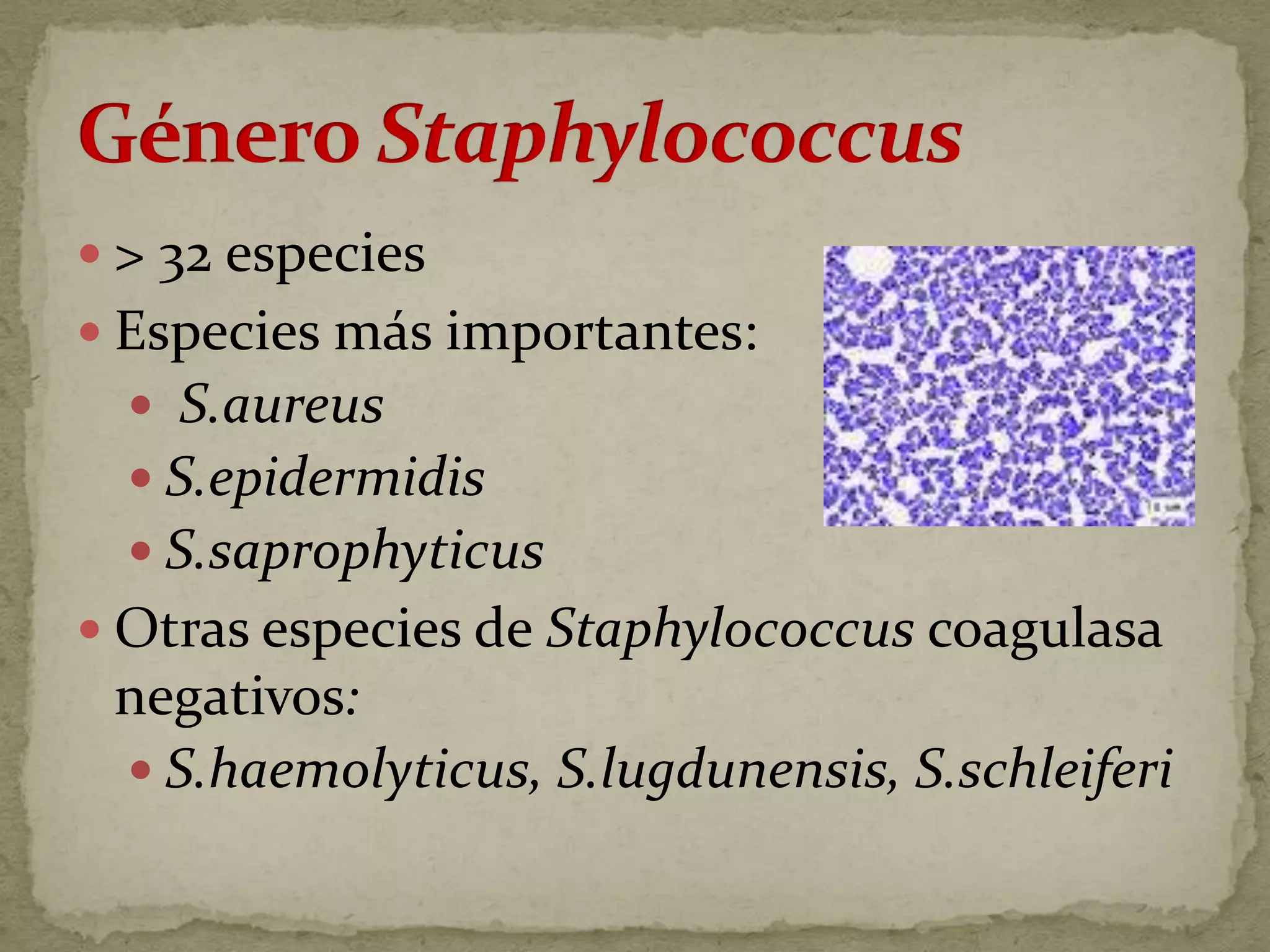  > 32 especies
 Especies más importantes:
   S.aureus
   S.epidermidis
   S.saprophyticus
 Otras especies de Staphylococcus coagulasa
 negativos:
  S.haemolyticus, S.lugdunensis, S.schleiferi
 