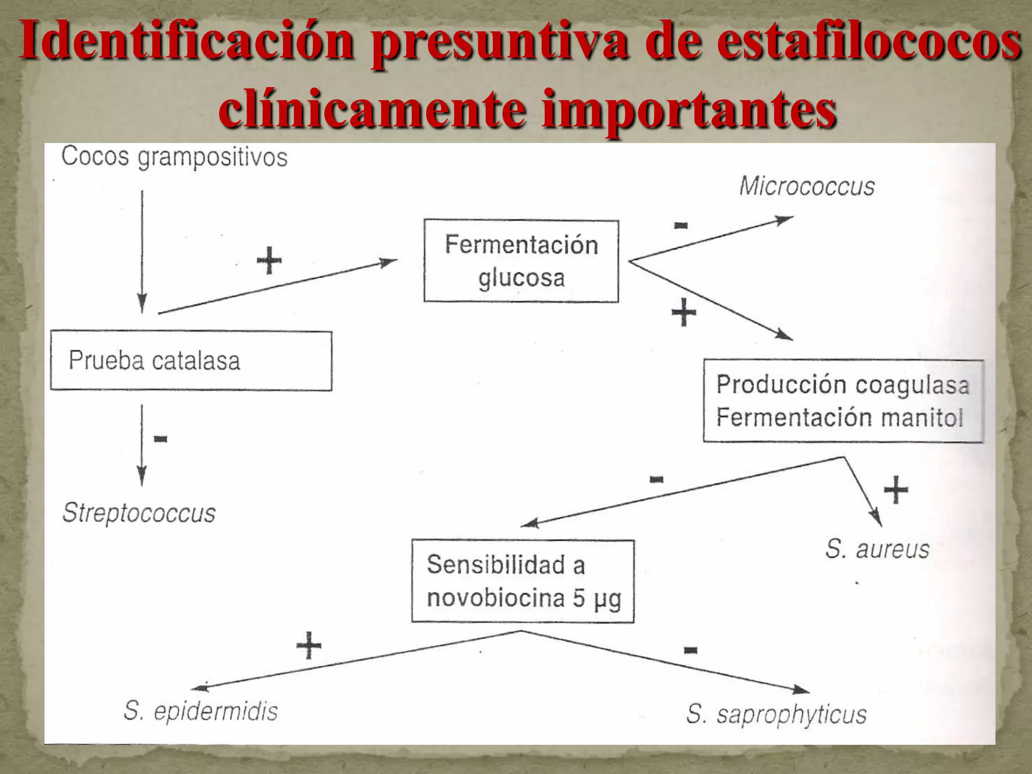 Identificación presuntiva de estafilococos
         clínicamente importantes
 