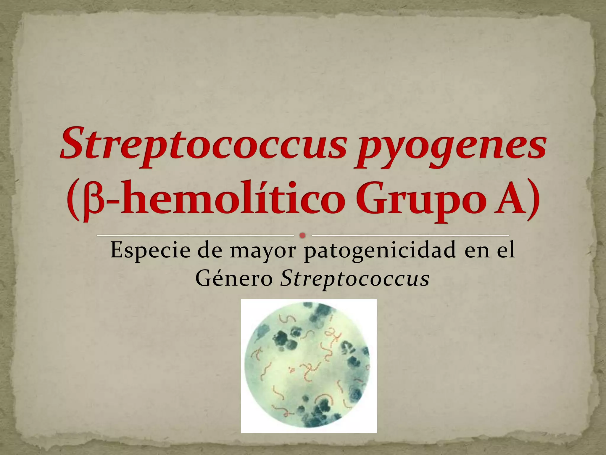 Especie de mayor patogenicidad en el
        Género Streptococcus
 