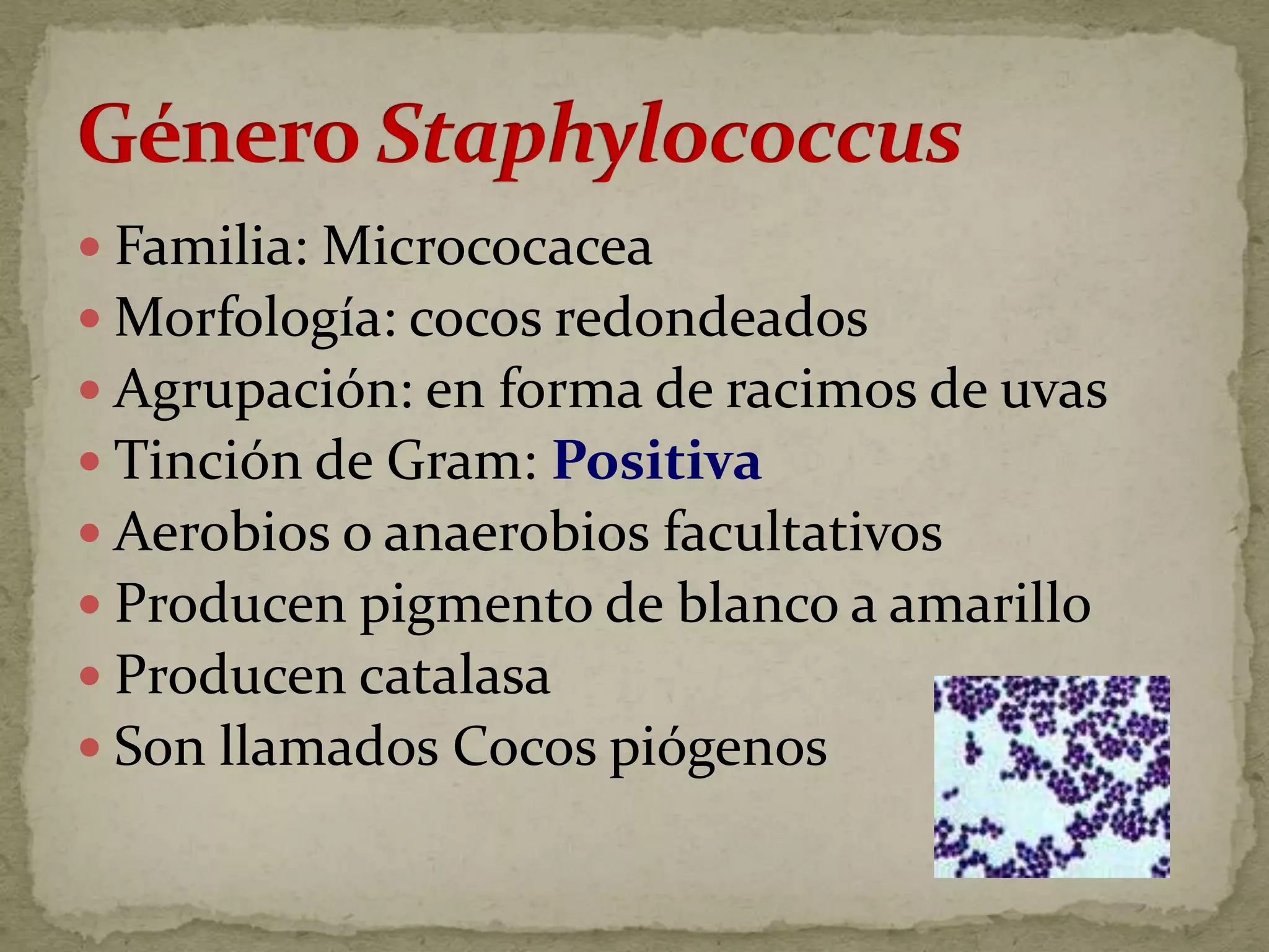  Familia: Micrococacea
 Morfología: cocos redondeados
 Agrupación: en forma de racimos de uvas
 Tinción de Gram: Positiva
 Aerobios o anaerobios facultativos
 Producen pigmento de blanco a amarillo
 Producen catalasa
 Son llamados Cocos piógenos
 