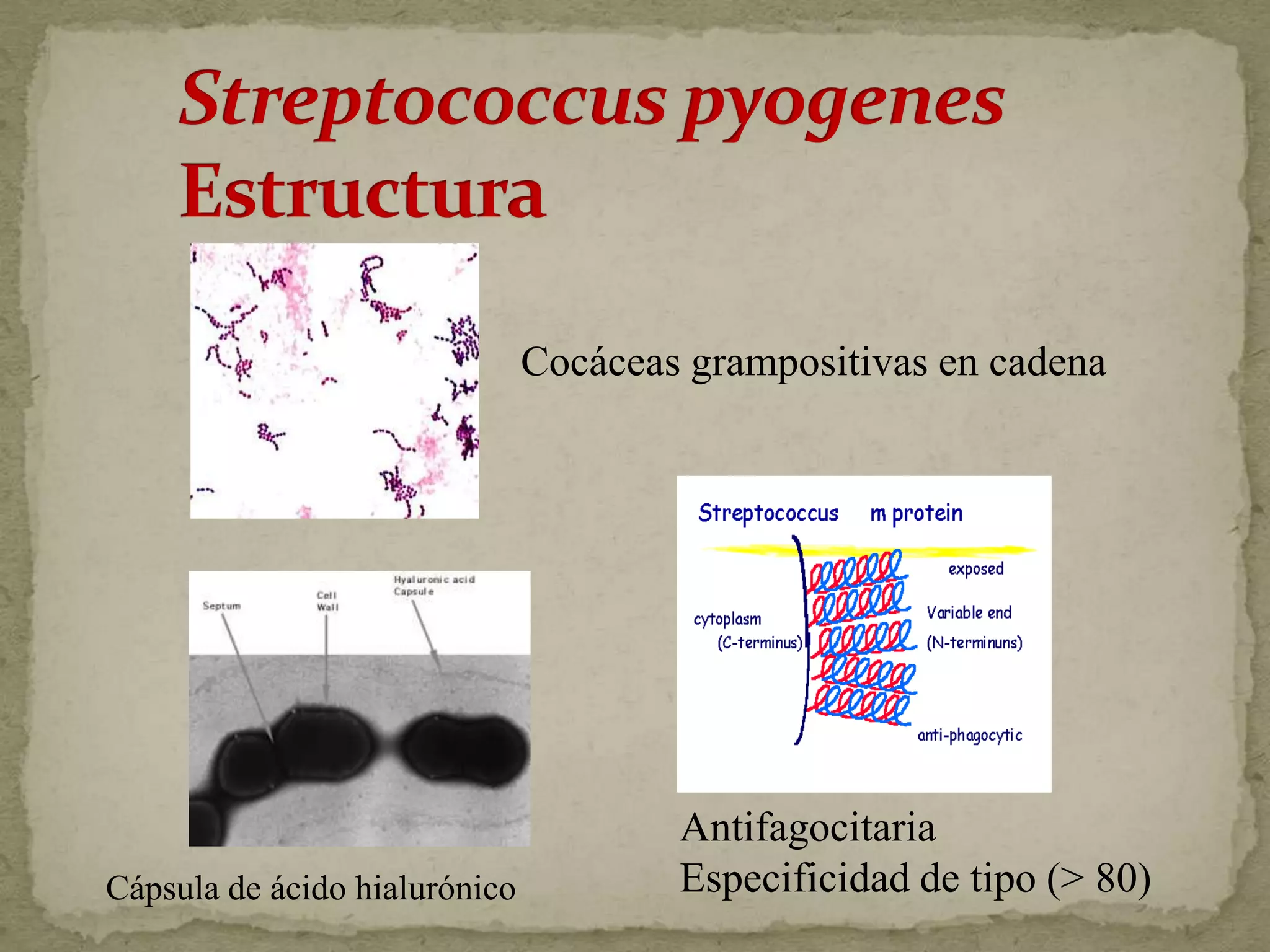 Cocáceas grampositivas en cadena




                                       Antifagocitaria
Cápsula de ácido hialurónico           Especificidad de tipo (> 80)
 