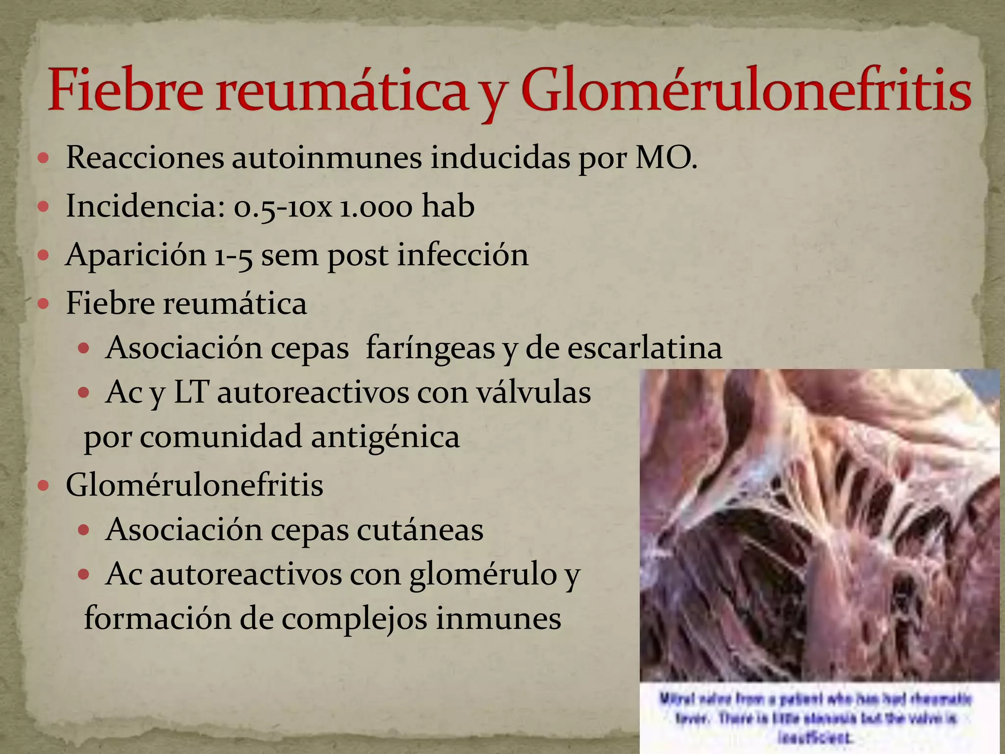  Reacciones autoinmunes inducidas por MO.
 Incidencia: 0.5-10x 1.000 hab
 Aparición 1-5 sem post infección
 Fiebre reumática
   Asociación cepas faríngeas y de escarlatina
   Ac y LT autoreactivos con válvulas
   por comunidad antigénica
 Glomérulonefritis
   Asociación cepas cutáneas
   Ac autoreactivos con glomérulo y
   formación de complejos inmunes
 