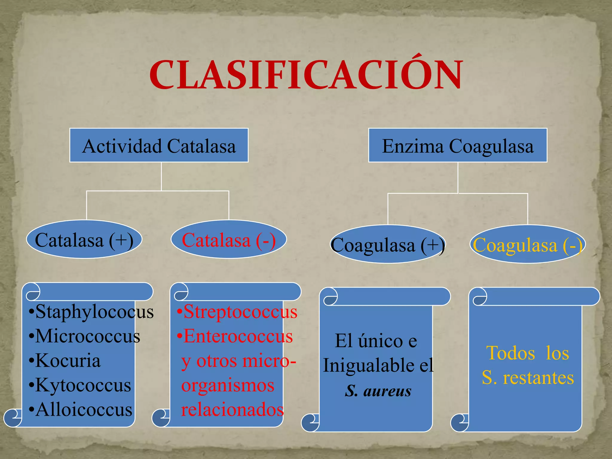 CLASIFICACIÓN
     Actividad Catalasa                   Enzima Coagulasa



Catalasa (+)     Catalasa (-)      Coagulasa (+)    Coagulasa (-)


•Staphylococus   •Streptococcus
•Micrococcus     •Enterococcus       El único e
•Kocuria          y otros micro-                     Todos los
                                   Inigualable el
•Kytococcus       organismos                         S. restantes
                                     S. aureus
•Alloicoccus      relacionados
 