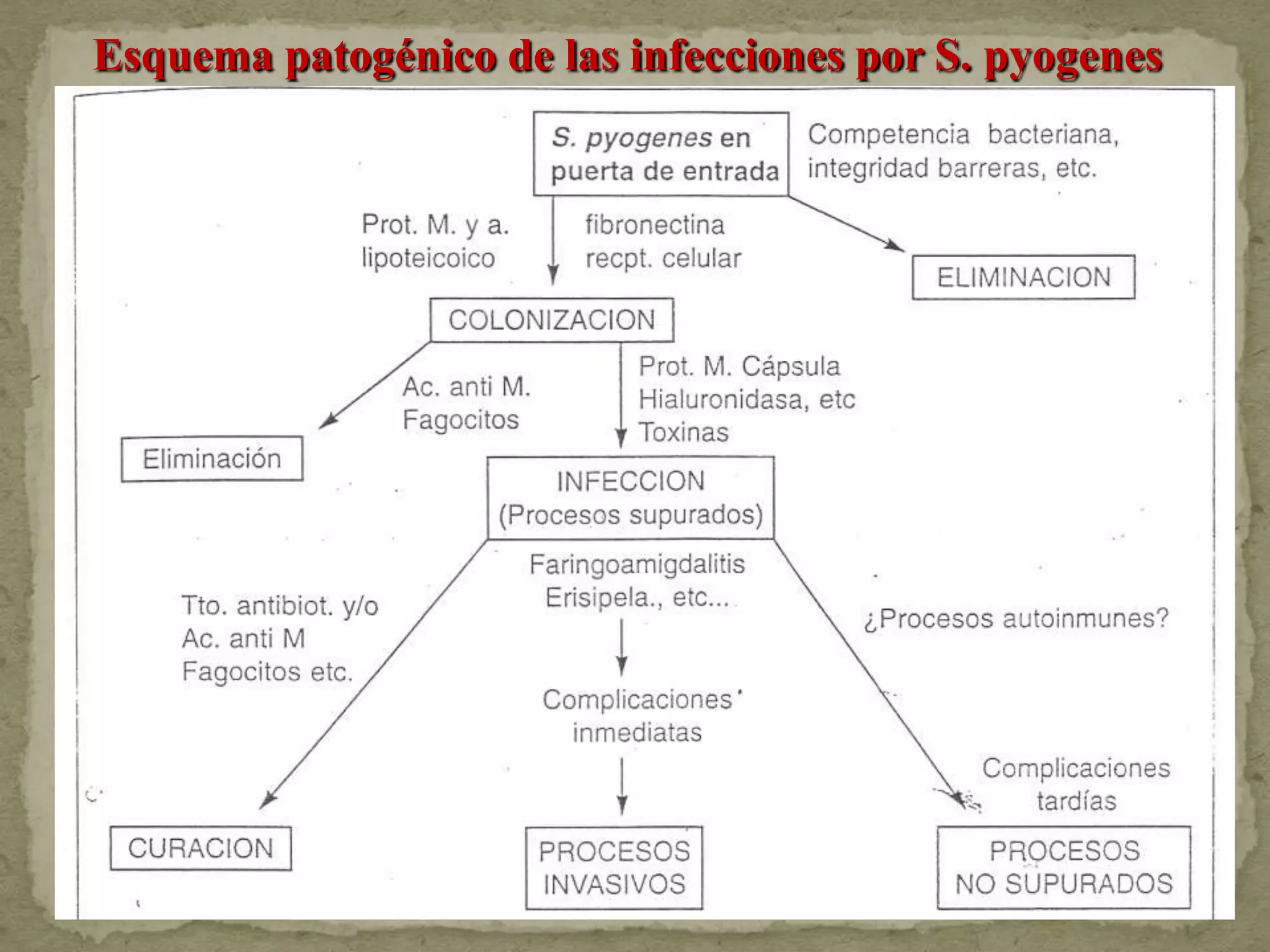 Esquema patogénico de las infecciones por S. pyogenes
 