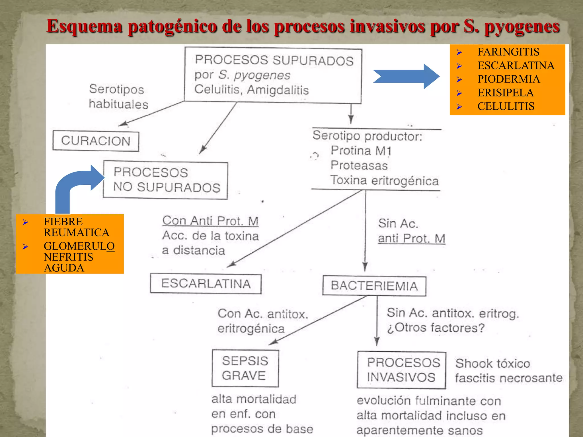 Esquema patogénico de los procesos invasivos por S. pyogenes
                                                      FARINGITIS
                                                      ESCARLATINA
                                                      PIODERMIA
                                                      ERISIPELA
                                                      CELULITIS




   FIEBRE
    REUMATICA
   GLOMERULO
    NEFRITIS
    AGUDA
 