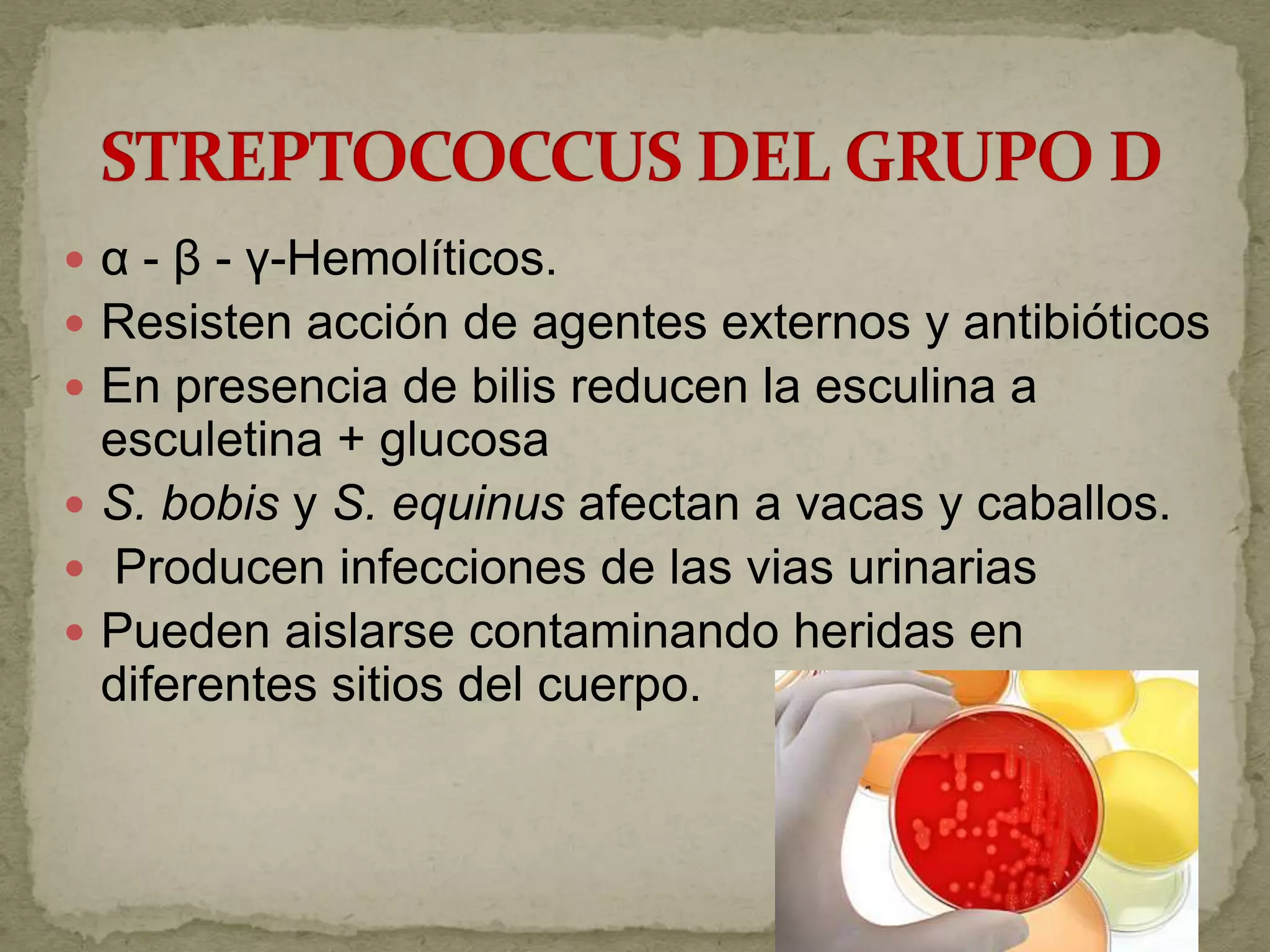  α - β - γ-Hemolíticos.
 Resisten acción de agentes externos y antibióticos
 En presencia de bilis reducen la esculina a
  esculetina + glucosa
 S. bobis y S. equinus afectan a vacas y caballos.
 Producen infecciones de las vias urinarias
 Pueden aislarse contaminando heridas en
  diferentes sitios del cuerpo.
 