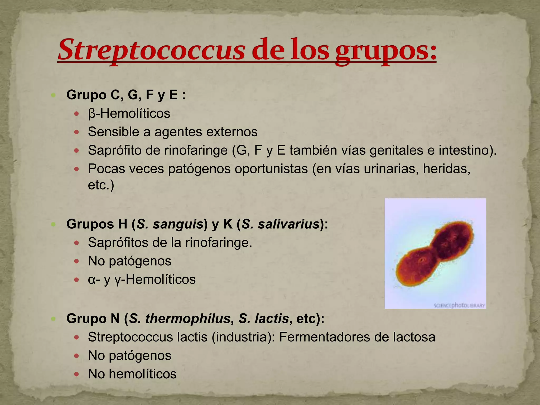  Grupo C, G, F y E :
    β-Hemolíticos
    Sensible a agentes externos
    Saprófito de rinofaringe (G, F y E también vías genitales e intestino).
    Pocas veces patógenos oportunistas (en vías urinarias, heridas,
      etc.)

 Grupos H (S. sanguis) y K (S. salivarius):
    Saprófitos de la rinofaringe.
    No patógenos
    α- y γ-Hemolíticos


 Grupo N (S. thermophilus, S. lactis, etc):
    Streptococcus lactis (industria): Fermentadores de lactosa
    No patógenos
    No hemolíticos
 