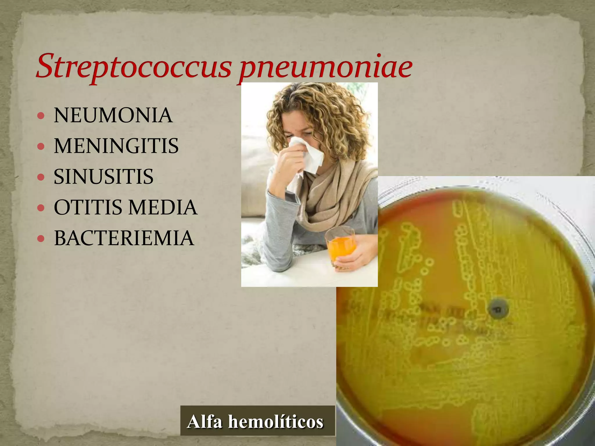  NEUMONIA
 MENINGITIS
 SINUSITIS
 OTITIS MEDIA
 BACTERIEMIA




               Alfa hemolíticos
 