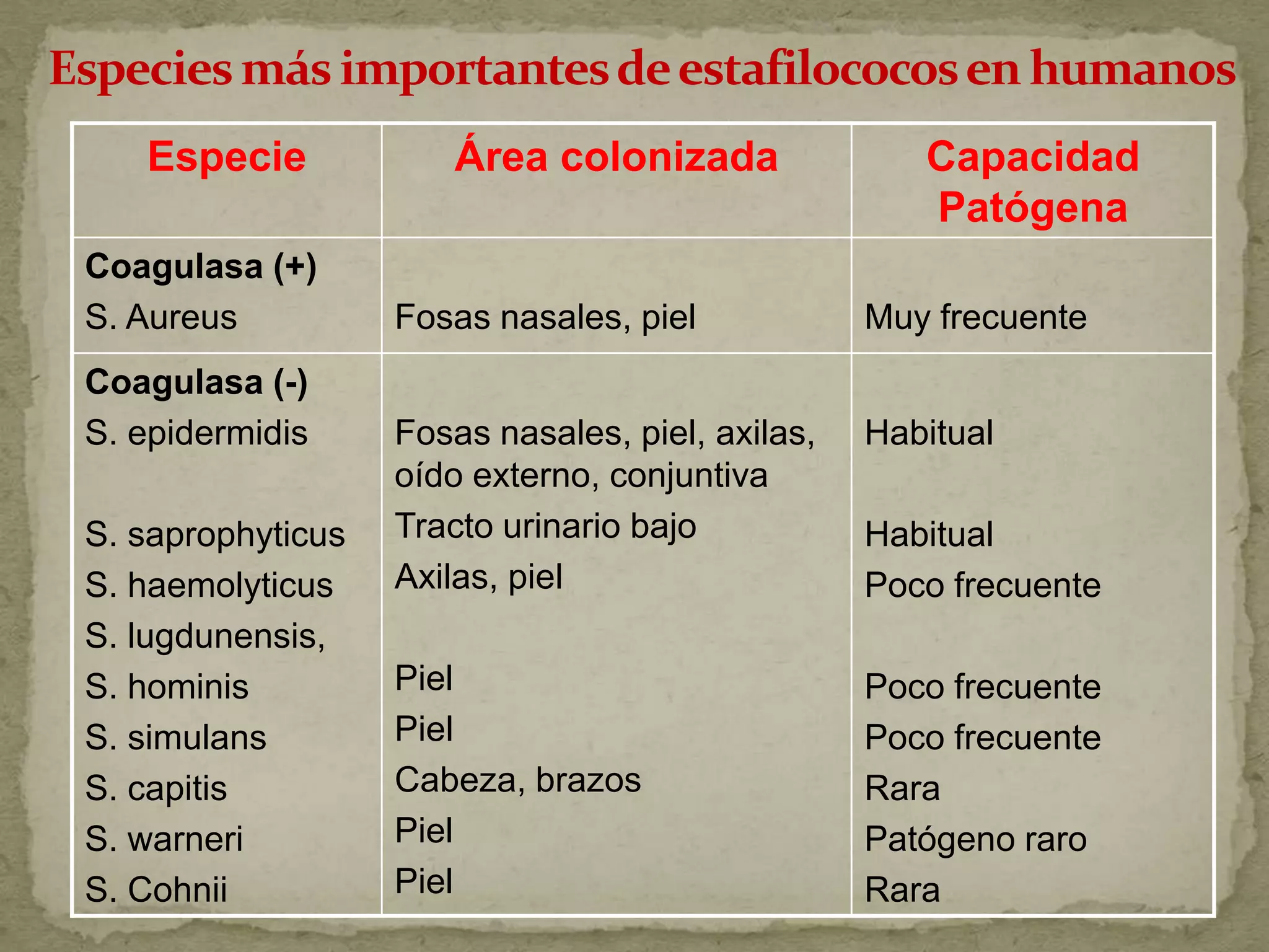 Especie            Área colonizada                Capacidad
                                                     Patógena
Coagulasa (+)
S. Aureus          Fosas nasales, piel            Muy frecuente
Coagulasa (-)
S. epidermidis     Fosas nasales, piel, axilas,   Habitual
                   oído externo, conjuntiva
S. saprophyticus   Tracto urinario bajo           Habitual
S. haemolyticus    Axilas, piel                   Poco frecuente
S. lugdunensis,
S. hominis         Piel                           Poco frecuente
S. simulans        Piel                           Poco frecuente
S. capitis         Cabeza, brazos                 Rara
S. warneri         Piel                           Patógeno raro
S. Cohnii          Piel                           Rara
 
