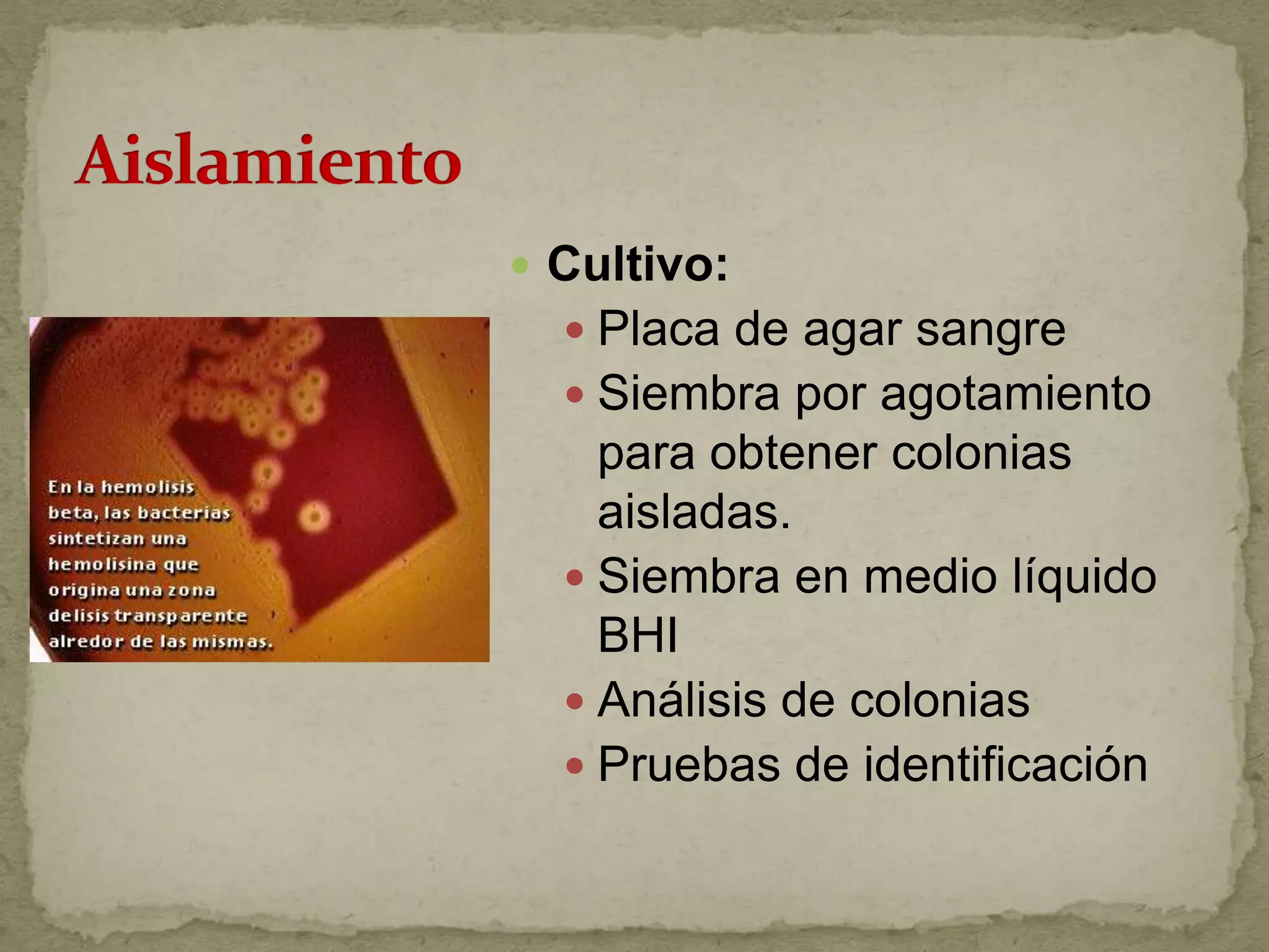  Cultivo:
   Placa de agar sangre
   Siembra por agotamiento
    para obtener colonias
    aisladas.
   Siembra en medio líquido
    BHI
   Análisis de colonias
   Pruebas de identificación
 