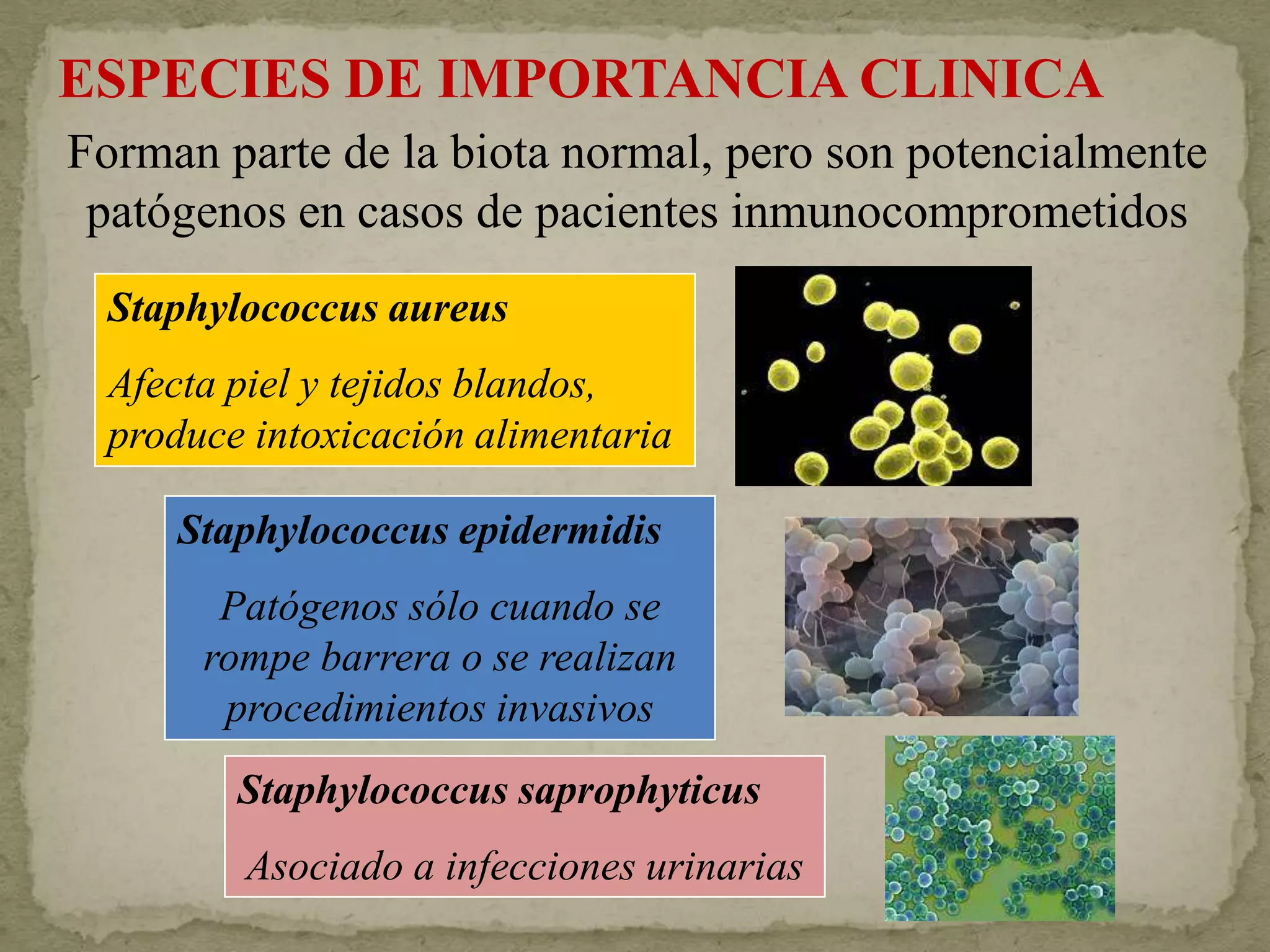 ESPECIES DE IMPORTANCIA CLINICA
Forman parte de la biota normal, pero son potencialmente
 patógenos en casos de pacientes inmunocomprometidos
  Staphylococcus aureus
  Afecta piel y tejidos blandos,
  produce intoxicación alimentaria

     Staphylococcus epidermidis
        Patógenos sólo cuando se
       rompe barrera o se realizan
        procedimientos invasivos
         Staphylococcus saprophyticus
         Asociado a infecciones urinarias
 