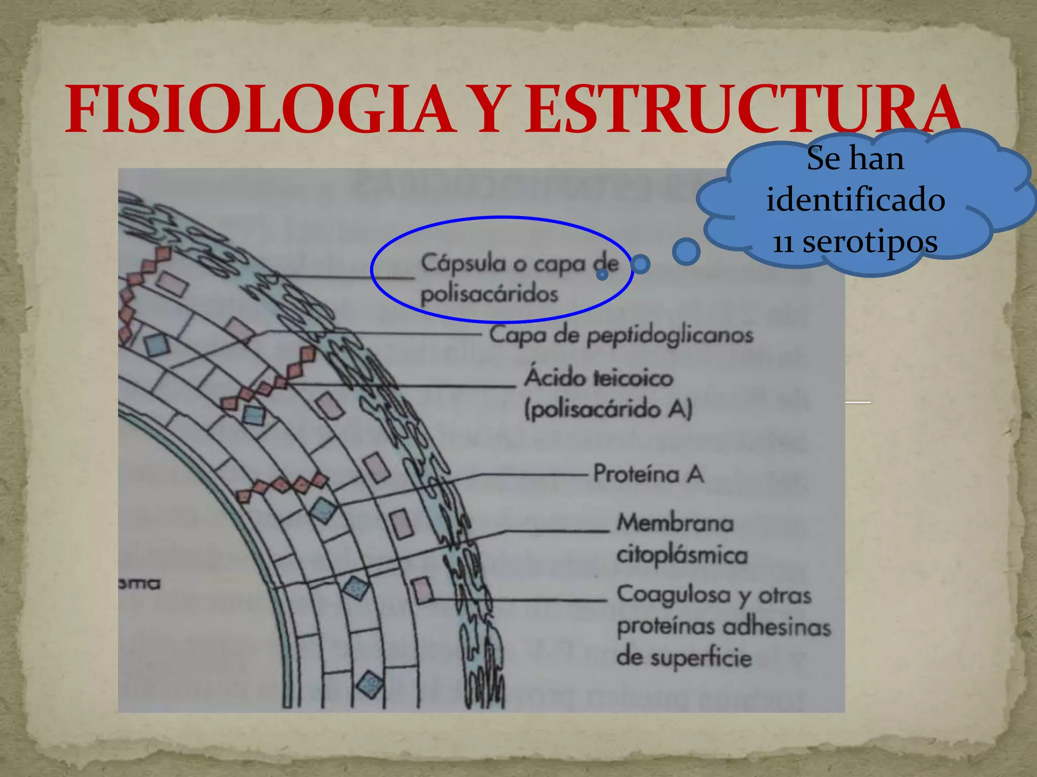 Se han
identificado
 11 serotipos
 