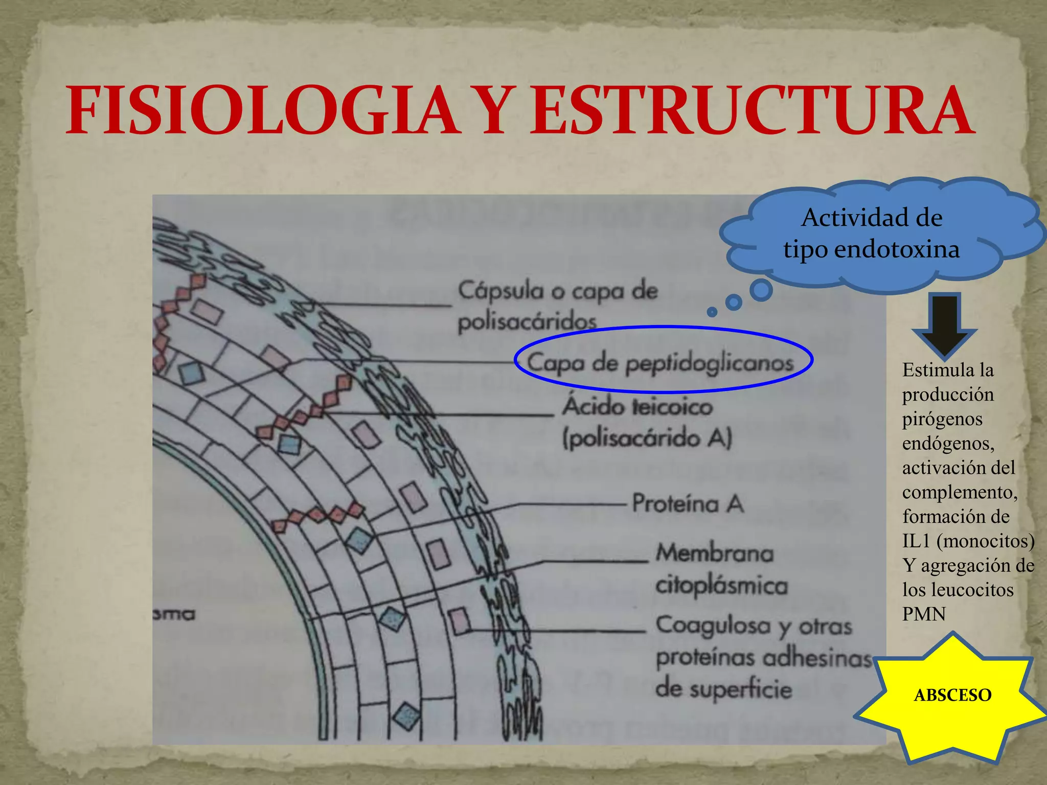 Actividad de
tipo endotoxina



          Estimula la
          producción
          pirógenos
          endógenos,
          activación del
          complemento,
          formación de
          IL1 (monocitos)
          Y agregación de
          los leucocitos
          PMN


           ABSCESO
 