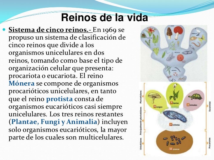 Clase 8 diversidad_de_la_vida