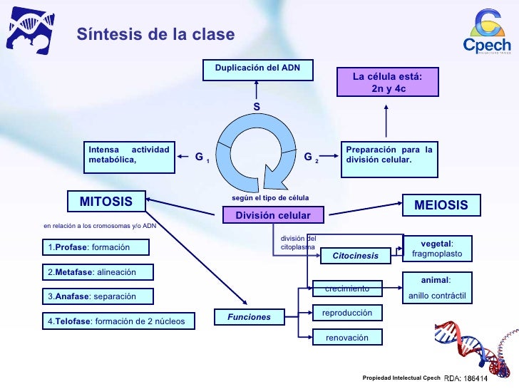 Ciclo celular y Mitosis