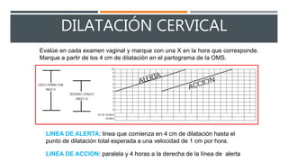 DILATACIÓN CERVICAL
Evalúe en cada examen vaginal y marque con una X en la hora que corresponde.
Marque a partir de los 4 cm de dilatación en el partograma de la OMS.
LINEA DE ALERTA: linea que comienza en 4 cm de dilatación hasta el
punto de dilatación total esperada a una velocidad de 1 cm por hora.
LINEA DE ACCION: paralela y 4 horas a la derecha de la línea de alerta
 