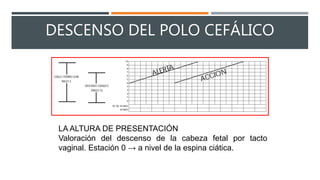 DESCENSO DEL POLO CEFÁLICO
LA ALTURA DE PRESENTACIÓN
Valoración del descenso de la cabeza fetal por tacto
vaginal. Estación 0 → a nivel de la espina ciática.
 