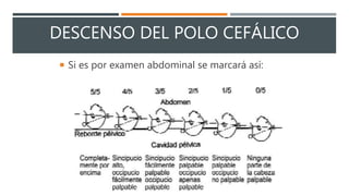 DESCENSO DEL POLO CEFÁLICO
 Si es por examen abdominal se marcará así:
 