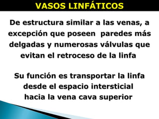VASOS LINFÁTICOSVASOS LINFÁTICOS
De estructura similar a las venas, aDe estructura similar a las venas, a
excepción que poseen paredes másexcepción que poseen paredes más
delgadas y numerosas válvulas quedelgadas y numerosas válvulas que
evitan el retroceso de la linfaevitan el retroceso de la linfa
Su función es transportar la linfaSu función es transportar la linfa
desde el espacio intersticialdesde el espacio intersticial
hacia la vena cava superiorhacia la vena cava superior
 