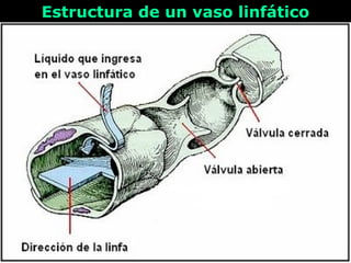 Estructura de un vaso linfáticoEstructura de un vaso linfático
 
