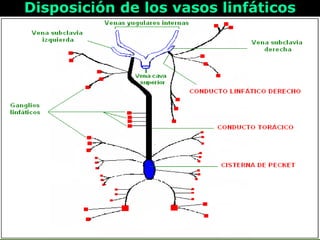 Disposición de los vasos linfáticosDisposición de los vasos linfáticos
 