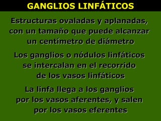 GANGLIOS LINFÁTICOSGANGLIOS LINFÁTICOS
Estructuras ovaladas y aplanadas,Estructuras ovaladas y aplanadas,
con un tamaño que puede alcanzarcon un tamaño que puede alcanzar
un centímetro de diámetroun centímetro de diámetro
Los ganglios o nódulos linfáticosLos ganglios o nódulos linfáticos
se intercalan en el recorridose intercalan en el recorrido
de los vasos linfáticosde los vasos linfáticos
La linfa llega a los gangliosLa linfa llega a los ganglios
por los vasos aferentes, y salenpor los vasos aferentes, y salen
por los vasos eferentespor los vasos eferentes
 