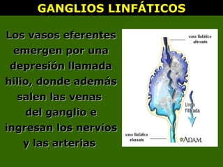 GANGLIOS LINFÁTICOSGANGLIOS LINFÁTICOS
Los vasos eferentesLos vasos eferentes
emergen por unaemergen por una
depresión llamadadepresión llamada
hilio, donde ademáshilio, donde además
salen las venassalen las venas
del gangliodel ganglio ee
ingresan los nerviosingresan los nervios
y las arteriasy las arterias
 