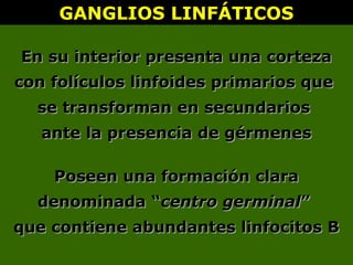 GANGLIOS LINFÁTICOSGANGLIOS LINFÁTICOS
En su interior presenta una cortezaEn su interior presenta una corteza
con folículos linfoides primarios quecon folículos linfoides primarios que
se transforman en secundariosse transforman en secundarios
ante la presencia de gérmenesante la presencia de gérmenes
Poseen una formación claraPoseen una formación clara
denominada “denominada “centro germinalcentro germinal””
que contiene abundantes linfocitos Bque contiene abundantes linfocitos B
 