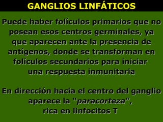 GANGLIOS LINFÁTICOSGANGLIOS LINFÁTICOS
Puede haber folículos primarios que noPuede haber folículos primarios que no
posean esos centros germinales, yaposean esos centros germinales, ya
que aparecen ante la presencia deque aparecen ante la presencia de
antígenos, donde se transforman enantígenos, donde se transforman en
folículos secundarios para iniciarfolículos secundarios para iniciar
una respuesta inmunitariauna respuesta inmunitaria
En dirección hacia el centro del ganglioEn dirección hacia el centro del ganglio
aparece la “aparece la “paracortezaparacorteza”,”,
rica en linfocitos Trica en linfocitos T
 