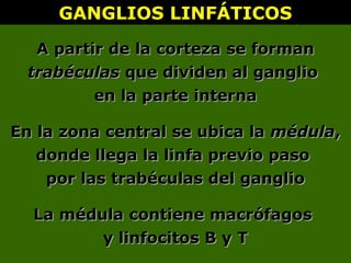 GANGLIOS LINFÁTICOSGANGLIOS LINFÁTICOS
A partir de la corteza se formanA partir de la corteza se forman
trabéculastrabéculas que dividen al ganglioque dividen al ganglio
en la parte internaen la parte interna
En la zona central se ubica laEn la zona central se ubica la médulamédula,,
donde llega la linfa previo pasodonde llega la linfa previo paso
por las trabéculas del gangliopor las trabéculas del ganglio
La médula contiene macrófagosLa médula contiene macrófagos
y linfocitos B y Ty linfocitos B y T
 