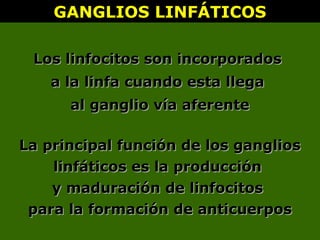GANGLIOS LINFÁTICOSGANGLIOS LINFÁTICOS
La principal función de los gangliosLa principal función de los ganglios
linfáticos es la producciónlinfáticos es la producción
y maduración de linfocitosy maduración de linfocitos
para la formación de anticuerpospara la formación de anticuerpos
Los linfocitos son incorporadosLos linfocitos son incorporados
a la linfa cuando esta llegaa la linfa cuando esta llega
al ganglio vía aferenteal ganglio vía aferente
 