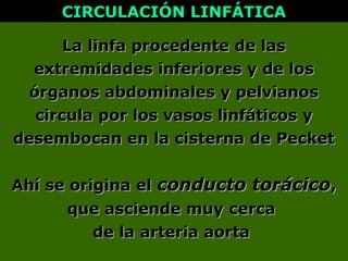 La linfa procedente de lasLa linfa procedente de las
extremidades inferiores y de losextremidades inferiores y de los
órganos abdominales y pelvianosórganos abdominales y pelvianos
circula por los vasos linfáticos ycircula por los vasos linfáticos y
desembocan en la cisterna de Pecketdesembocan en la cisterna de Pecket
CIRCULACIÓN LINFÁTICACIRCULACIÓN LINFÁTICA
Ahí se origina elAhí se origina el conducto torácicoconducto torácico,,
que asciende muy cercaque asciende muy cerca
de la arteria aortade la arteria aorta
 