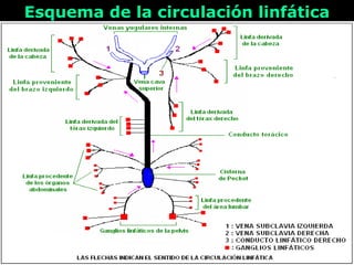 Esquema de la circulación linfáticaEsquema de la circulación linfática
 