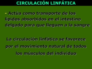 La circulación linfática se favoreceLa circulación linfática se favorece
por el movimiento natural de todospor el movimiento natural de todos
los músculos del individuolos músculos del individuo
-- Actúa como transporte de losActúa como transporte de los
lípidos absorbidos en el intestinolípidos absorbidos en el intestino
delgado para que lleguen a la sangredelgado para que lleguen a la sangre
CIRCULACIÓN LINFÁTICACIRCULACIÓN LINFÁTICA
 