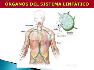 ÓRGANOS DEL SISTEMA LINFÁTICOÓRGANOS DEL SISTEMA LINFÁTICO
 