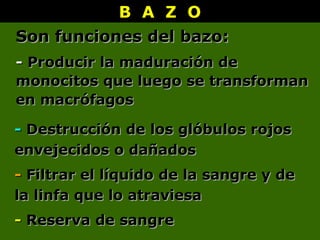 Son funciones del bazo:Son funciones del bazo:
-- Producir la maduración deProducir la maduración de
monocitos que luego se transformanmonocitos que luego se transforman
en macrófagosen macrófagos
-- Destrucción deDestrucción de los glóbulos rojoslos glóbulos rojos
envejecidos o dañadosenvejecidos o dañados
-- Reserva de sangreReserva de sangre
B A Z OB A Z O
-- Filtrar el líquido de la sangre y deFiltrar el líquido de la sangre y de
la linfa que lo atraviesala linfa que lo atraviesa
 