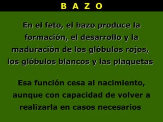 B A Z OB A Z O
En el feto, el bazo produceEn el feto, el bazo produce lala
formación, el desarrollo y laformación, el desarrollo y la
maduración de los glóbulos rojos,maduración de los glóbulos rojos,
los glóbulos blancos y las plaquetaslos glóbulos blancos y las plaquetas
Esa función cesa al nacimiento,
aunque con capacidad de volver a
realizarla en casos necesarios
 
